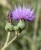 Cirsium monspessulanum