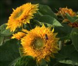 Helianthus annuus. Соцветие с питающейся мухой-серфидой (культивар \"Медвежонок\"). Московская обл., Раменский р-н, окр. дер. Хрипань, садовый участок. 07.09.2020.