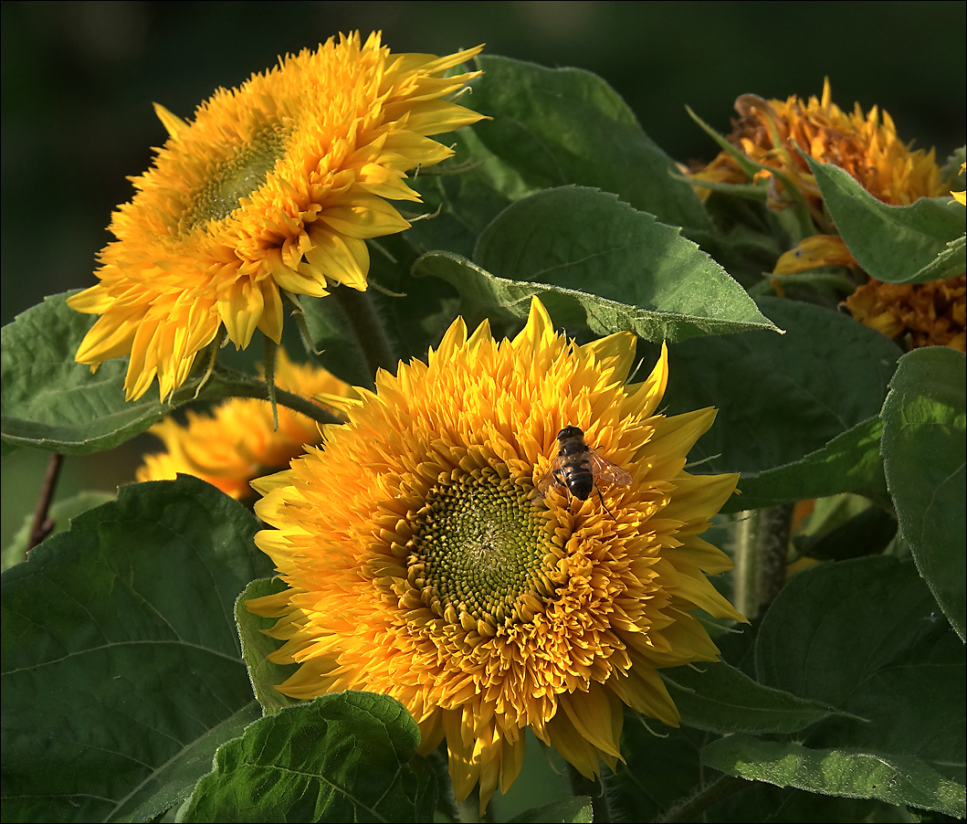 Изображение особи Helianthus annuus.