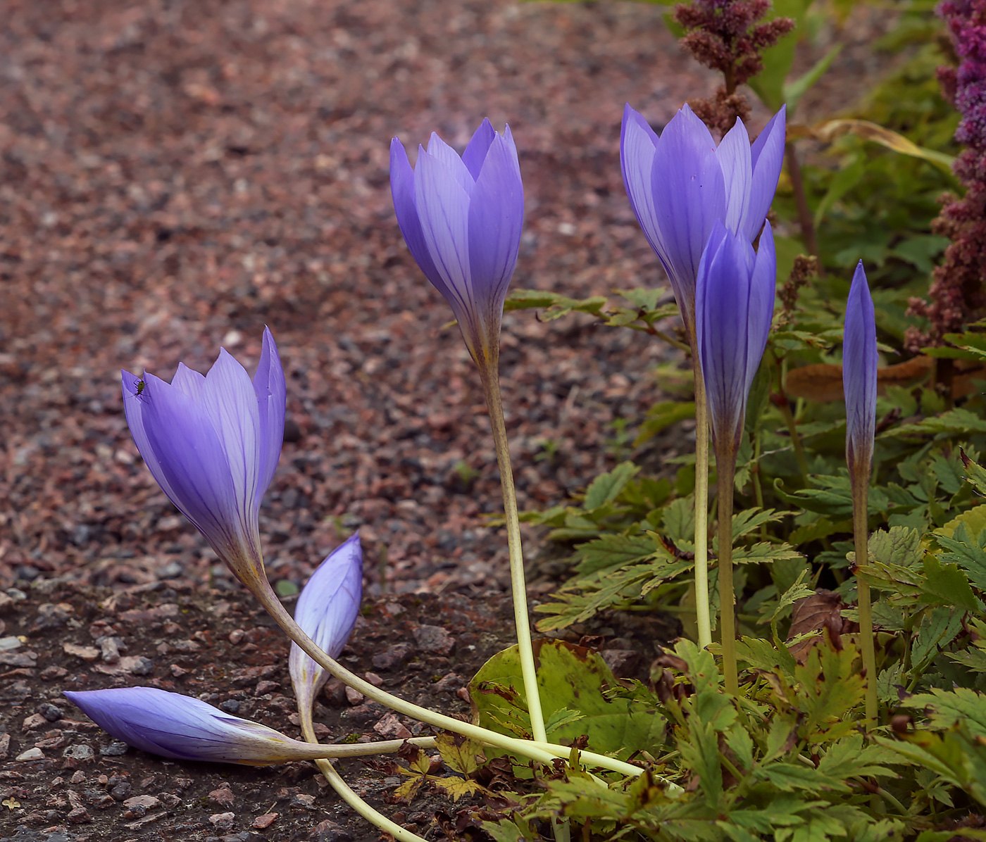 Image of Crocus speciosus specimen.