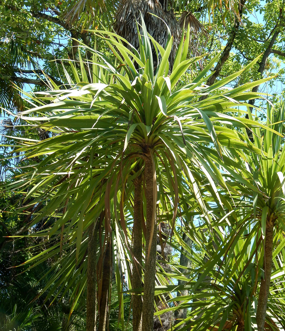 Image of Cordyline australis specimen.