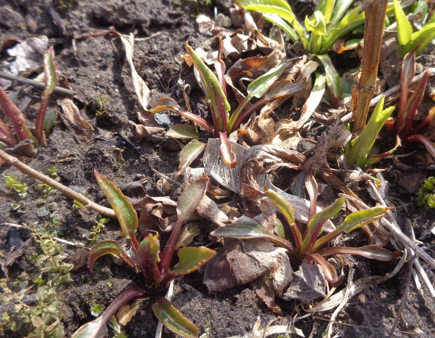 Image of Physostegia virginiana specimen.