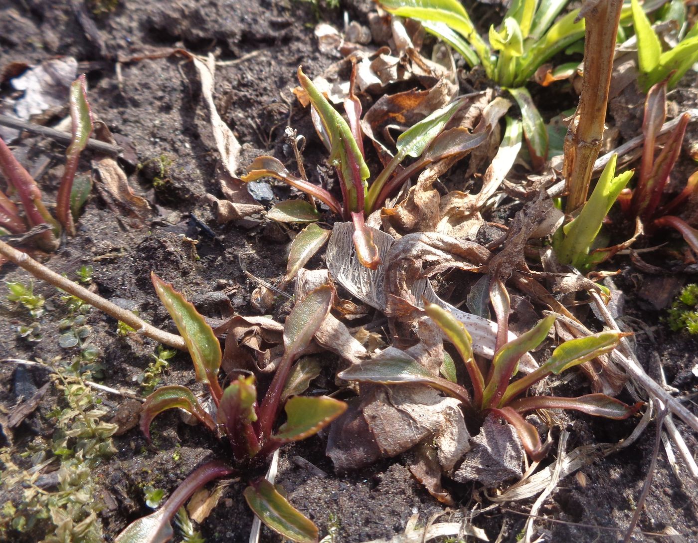 Image of Physostegia virginiana specimen.