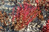 Salicornia perennans