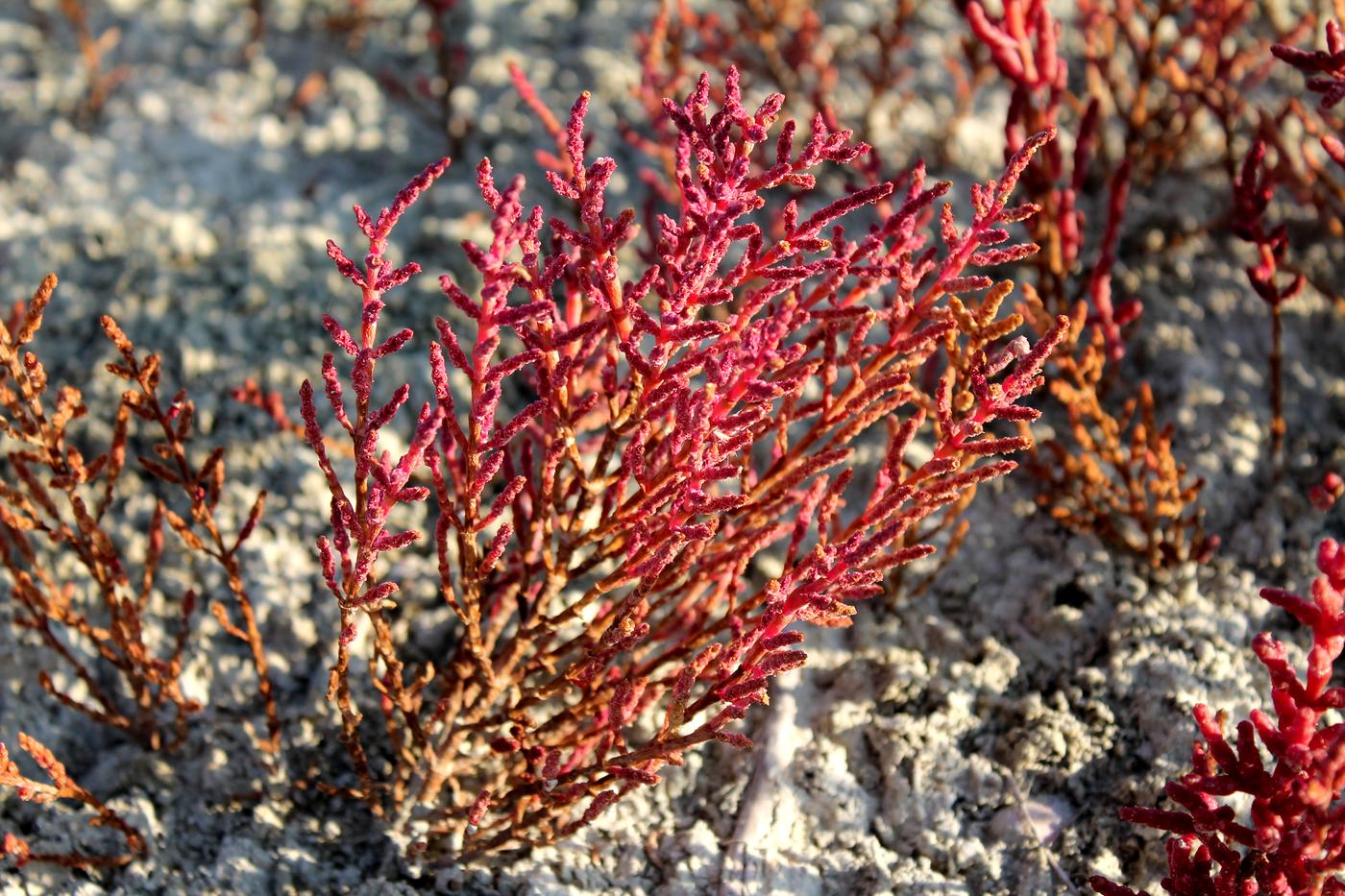 Image of Salicornia perennans specimen.