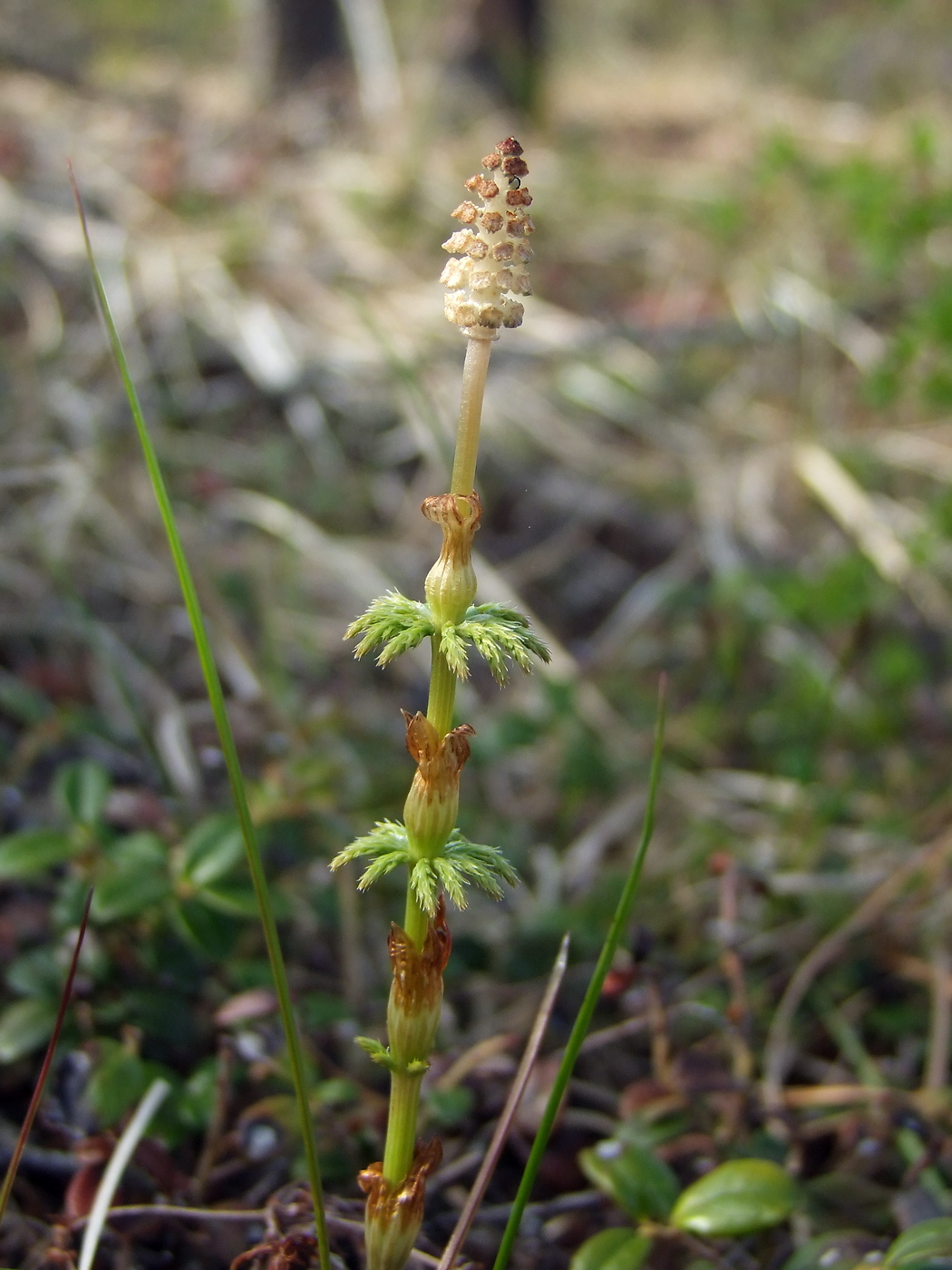 Изображение особи Equisetum sylvaticum.