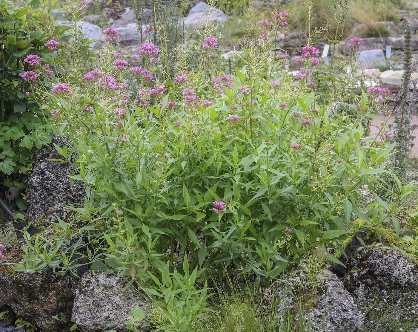 Image of Centranthus ruber specimen.