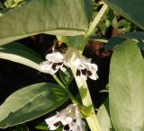 Vicia faba. Часть побега с цветками и ворующим нектар шмелём. Тверская обл., Весьегонский р-н, с. Чистая Дуброва, край картофельника, в культуре. 22 июля 2020 г.