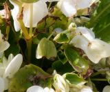 Begonia × hortensis. Части цветущих побегов с незрелым плодом. Тверская обл., г. Тверь, городской сад, клумба. 22 сентября 2020 г.