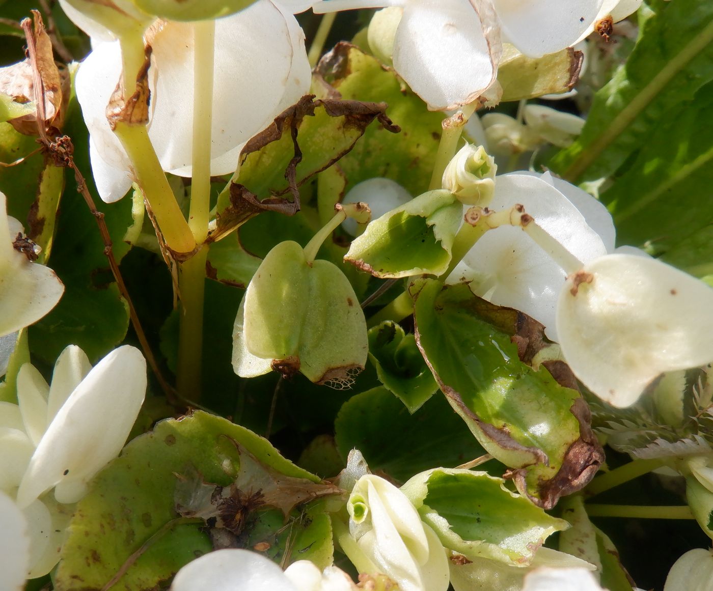 Изображение особи Begonia &times; hortensis.