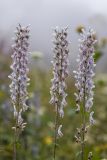 Aconitum orientale. Соцветия. Краснодарский край, Адлерский р-н, окр. с. Эстосадок, северный склон хр. Аибга, выс. ≈ 2100 м н.у.м., субальпийский луг. 11.08.2020.