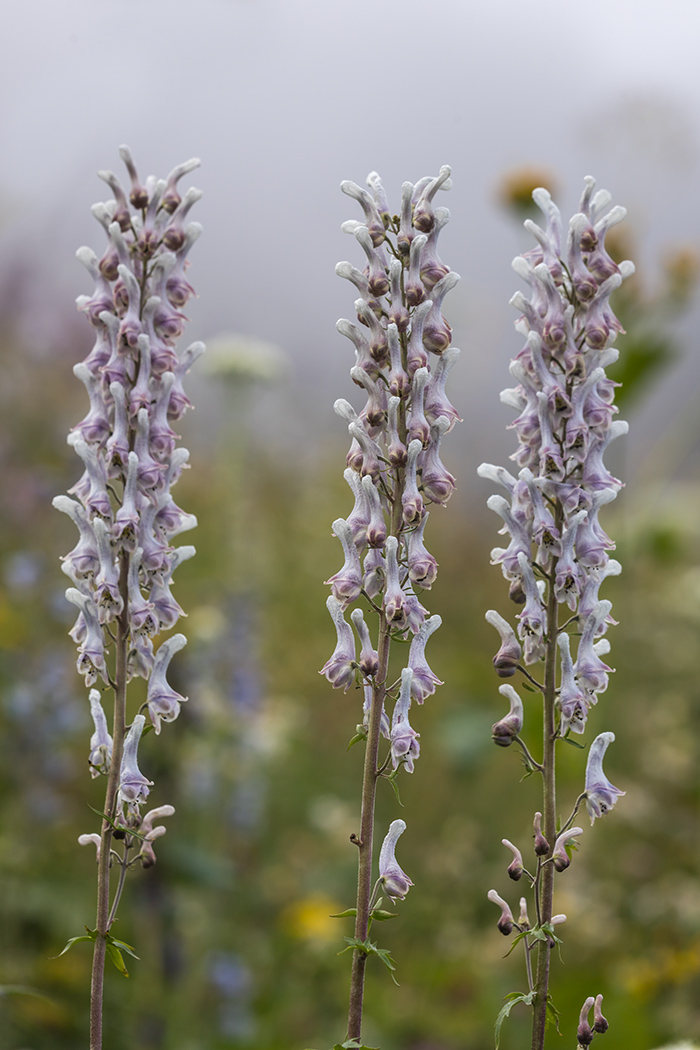 Изображение особи Aconitum orientale.