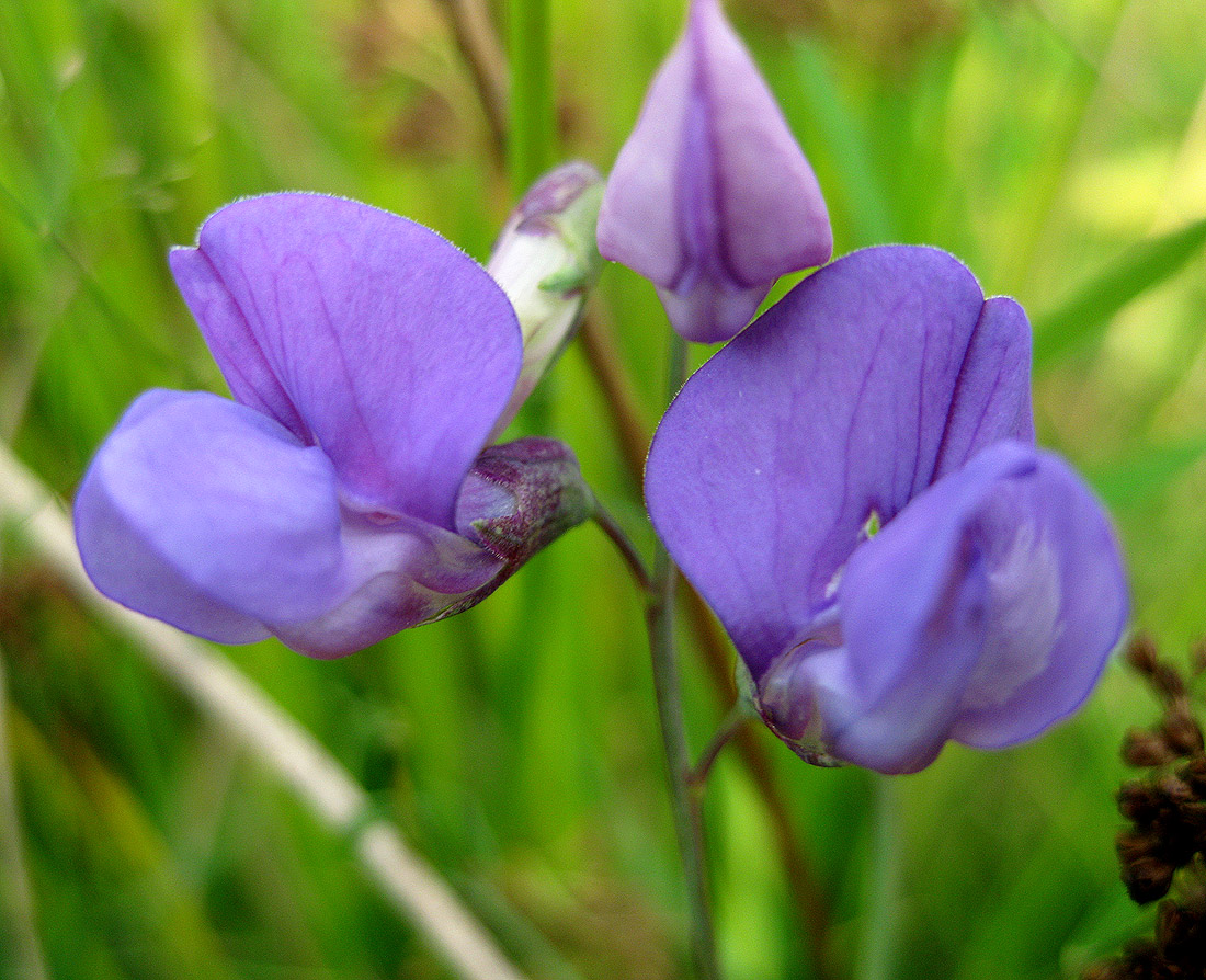 Изображение особи Lathyrus palustris.