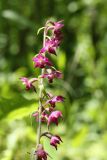 Epipactis atrorubens. Соцветие. Санкт-Петербург, Дудергофские высоты, изрытый старыми окопами склон южной экспозиции, заросли лещины (Corylus avellana). 04.07.2020.