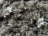 Xanthoparmelia conspersa f. heteroclyta