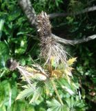 Eryngium alpinum