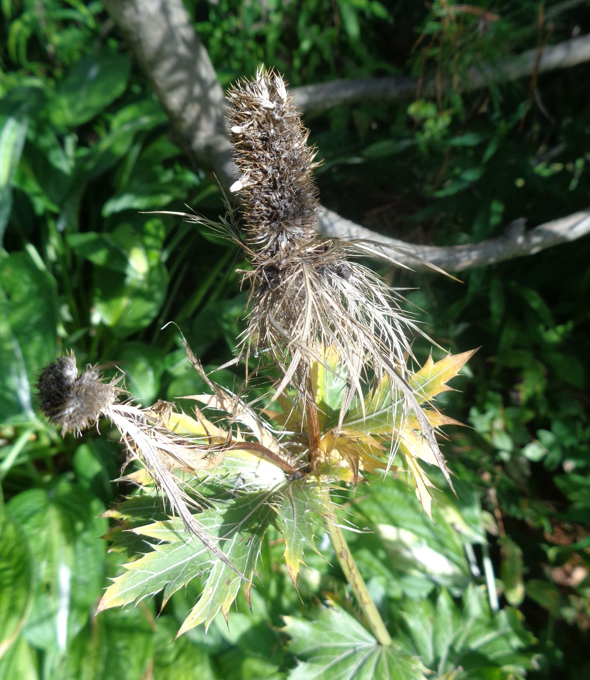 Изображение особи Eryngium alpinum.