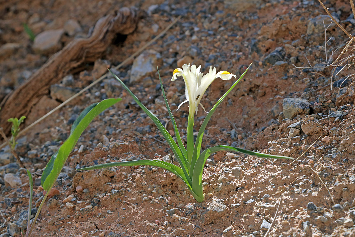 Image of Juno pseudocapnoides specimen.