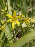 Gagea lutea