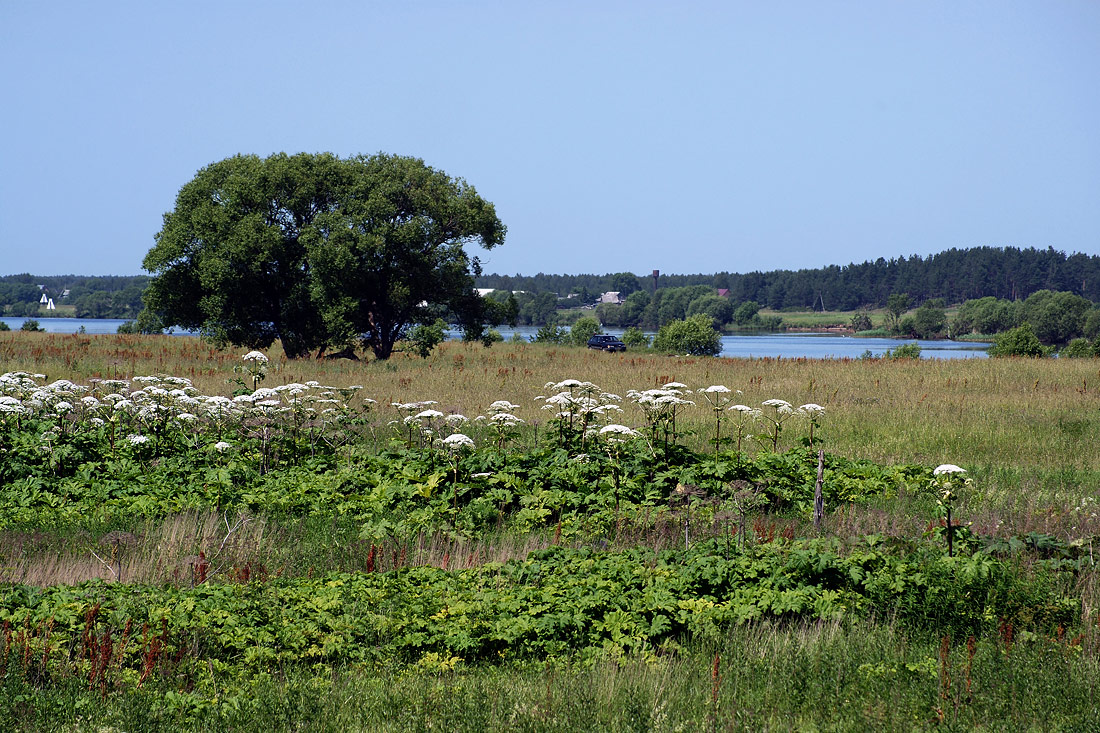 Image of Heracleum sosnowskyi specimen.