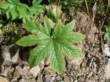 Filipendula palmata. Лист. Хабаровский край, Хабаровский р-н, 17 км Владивостокского шоссе, ул. Лесная, дача. 11.08.2011.