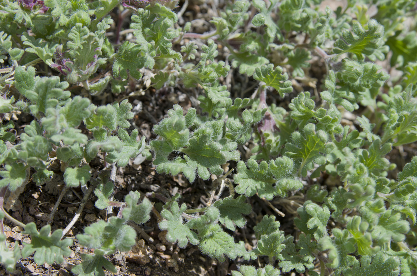 Image of Dracocephalum pinnatum specimen.