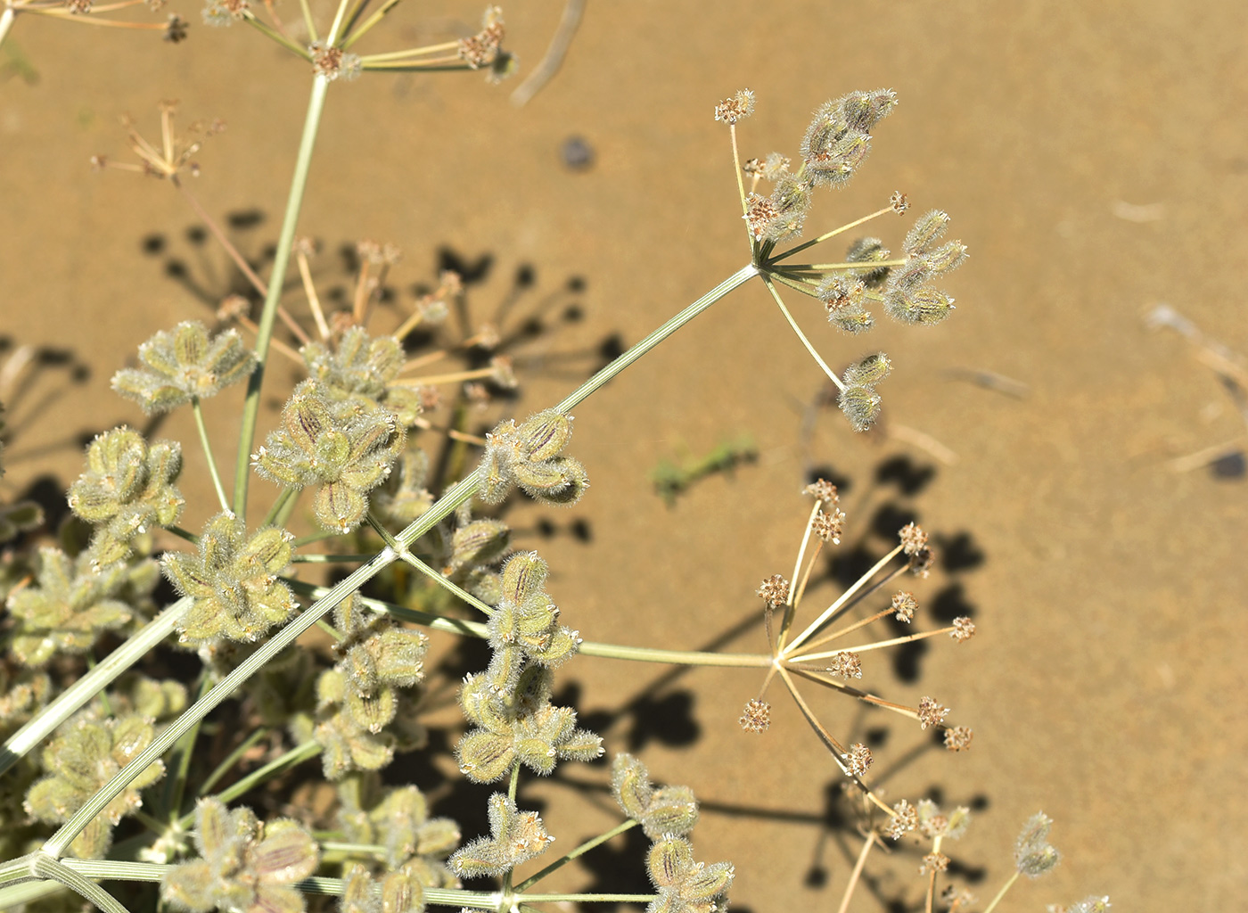 Изображение особи Ferula litwinowiana.