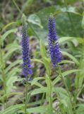 Veronica spicata ssp. bashkiriensis