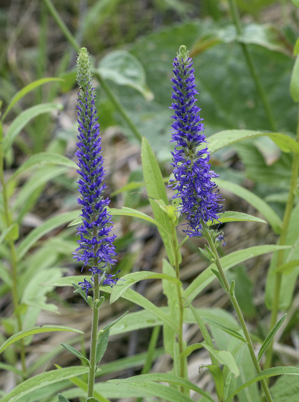 Изображение особи Veronica spicata ssp. bashkiriensis.