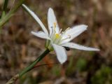 Ornithogalum narbonense