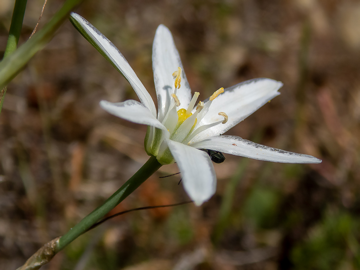 Image of Ornithogalum narbonense specimen.