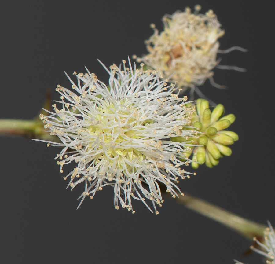 Image of Mimosa aculeaticarpa specimen.