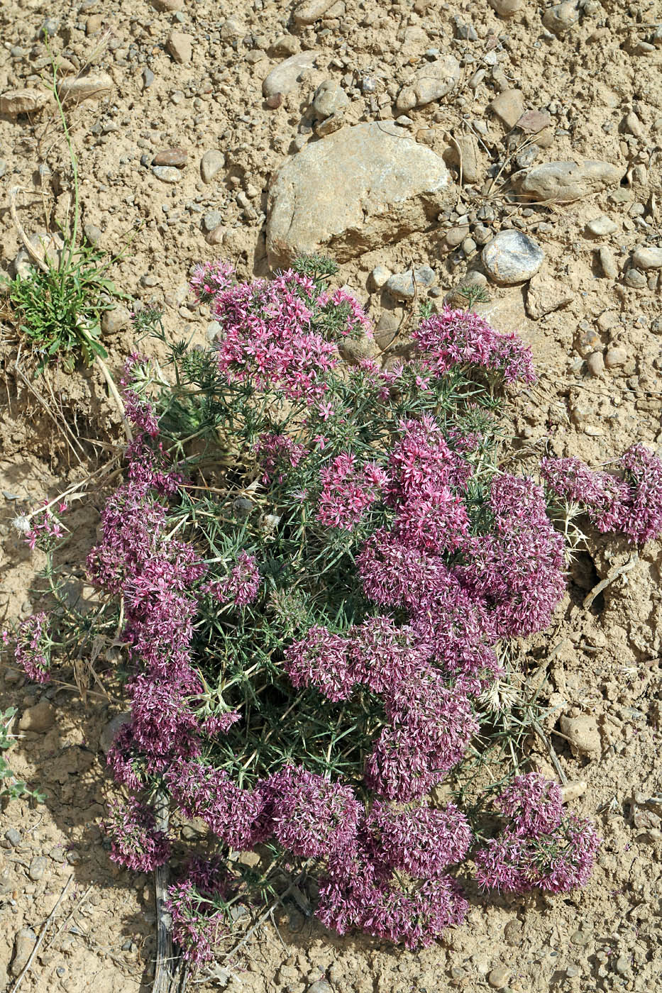 Image of Acanthophyllum pungens specimen.