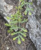 Artemisia latifolia