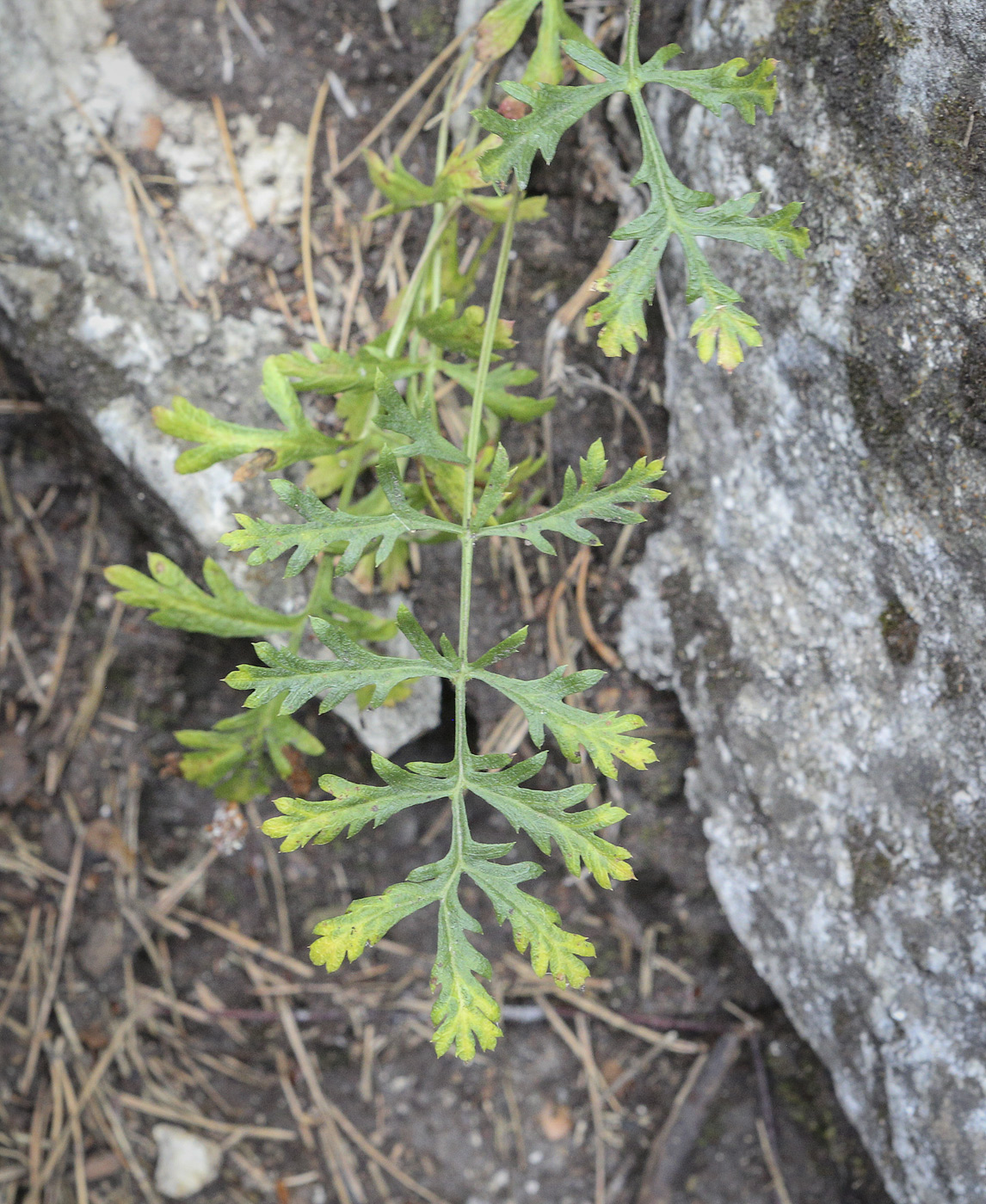Image of Artemisia latifolia specimen.