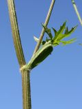 Heracleum sibiricum. Часть побега с верхним стеблевым листом и основанием выходящего из его пазухи цветоносного побега. Санкт-Петербург, Дудергофские высоты, разнотравный луг. 03.07.2010.