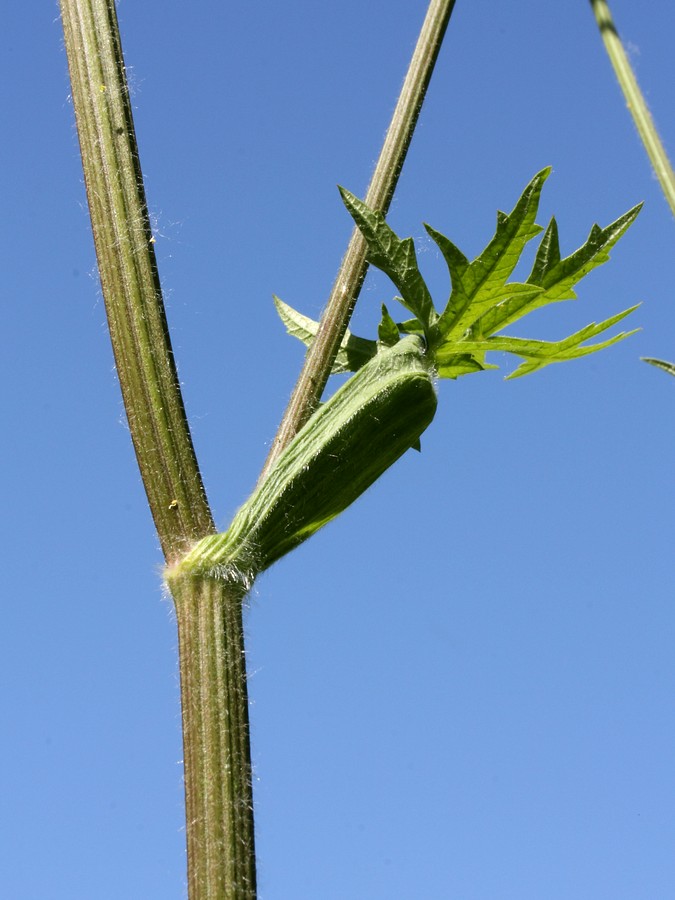 Image of Heracleum sibiricum specimen.