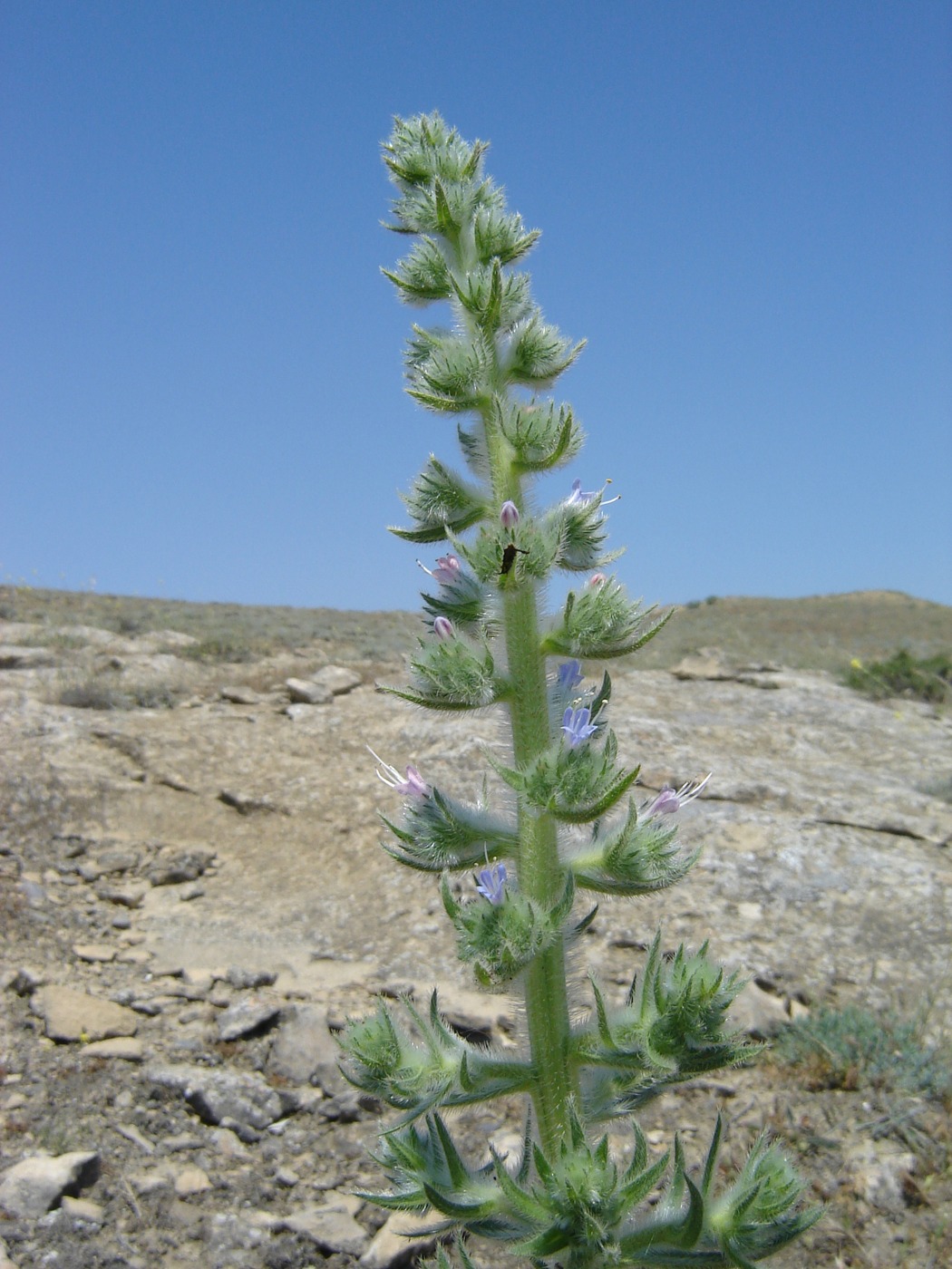 Image of Echium biebersteinii specimen.