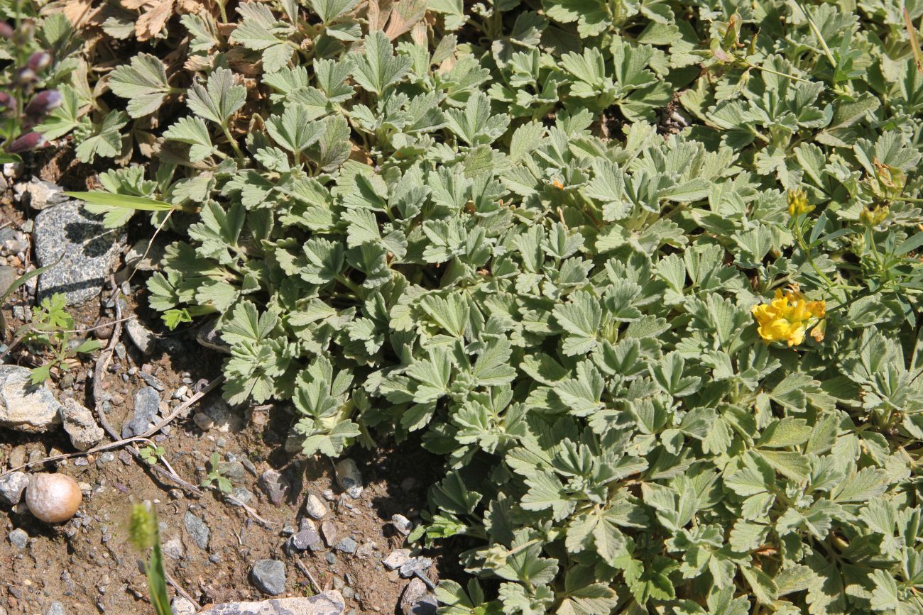 Image of Potentilla acaulis specimen.