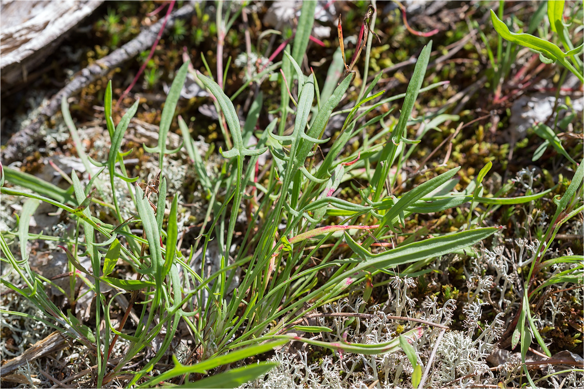 Изображение особи Rumex acetosella.