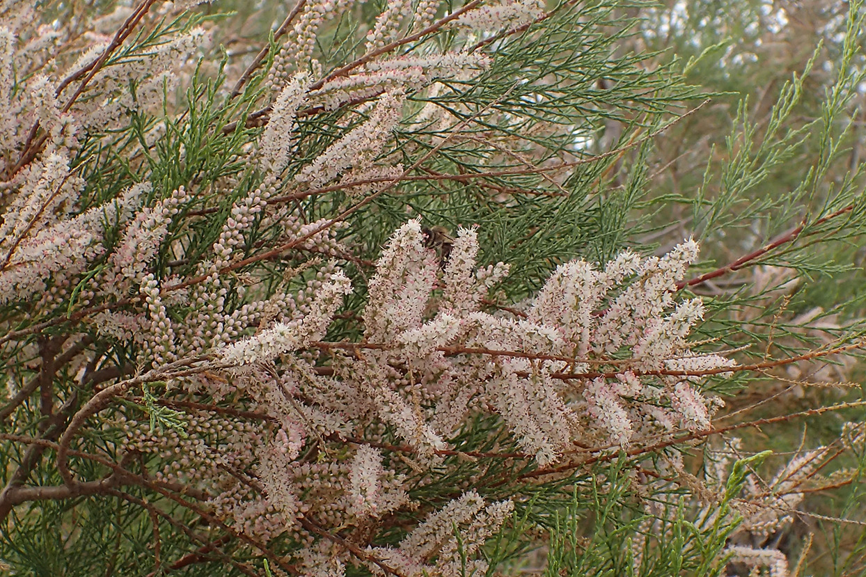 Image of Tamarix smyrnensis specimen.