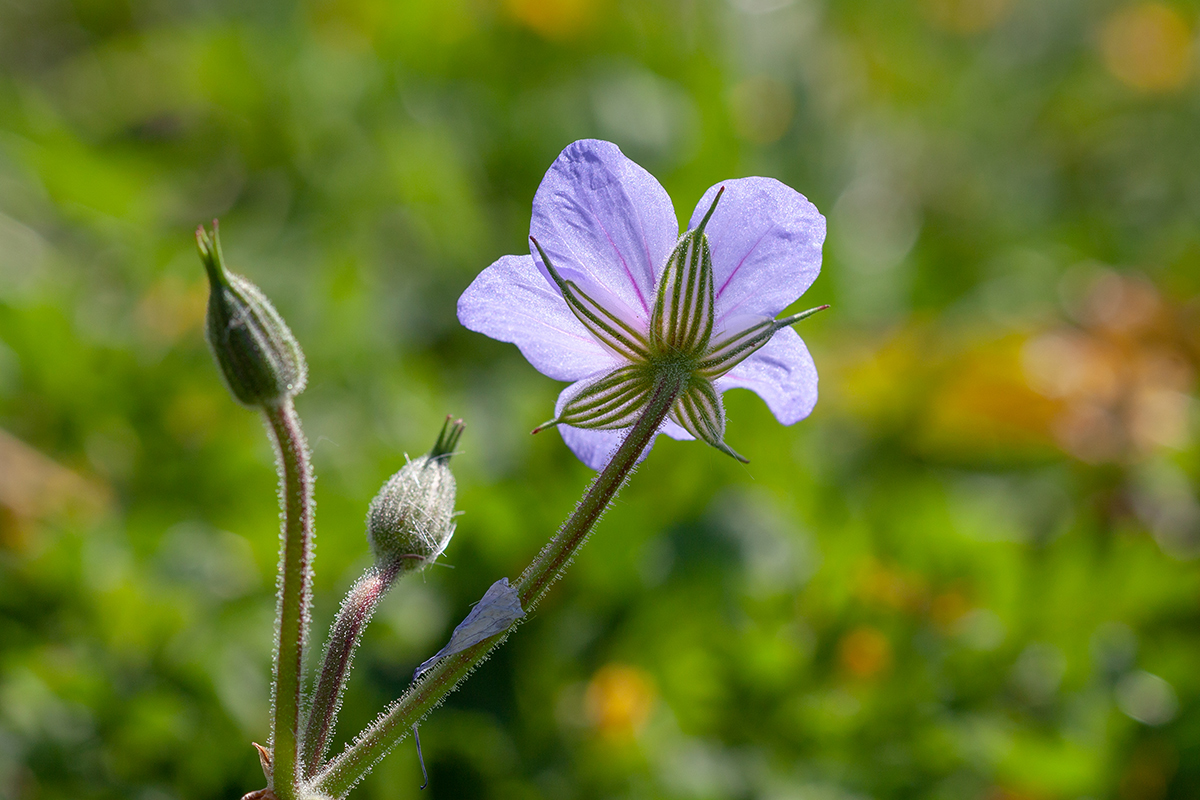 Изображение особи Erodium ciconium.