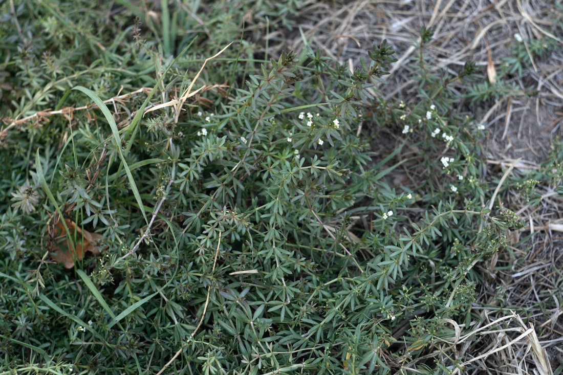 Изображение особи Galium humifusum.