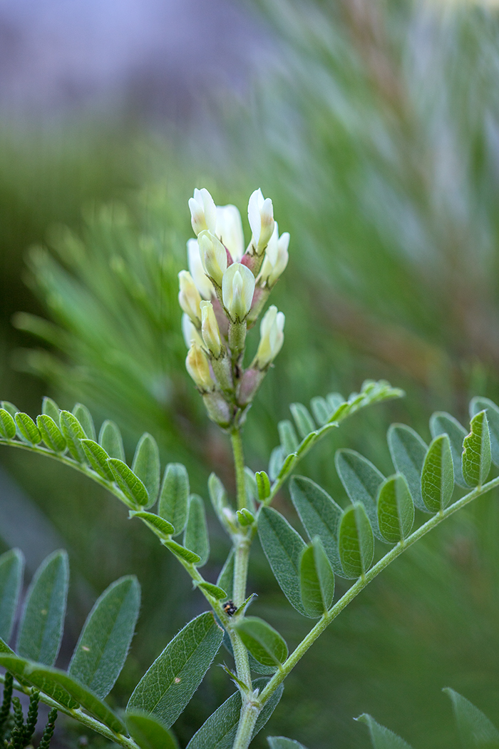 Изображение особи Astragalus cicer.