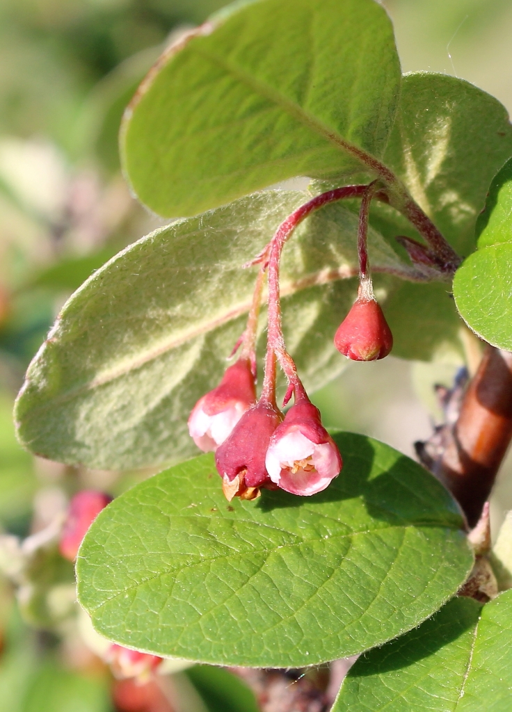 Image of Cotoneaster alaunicus specimen.