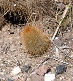 Cleistocactus baumannii
