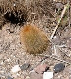 Cleistocactus baumannii. Прикорневой побег. Израиль, Шарон, г. Тель-Авив, ботанический сад \"Сад кактусов\". 13.02.2022.