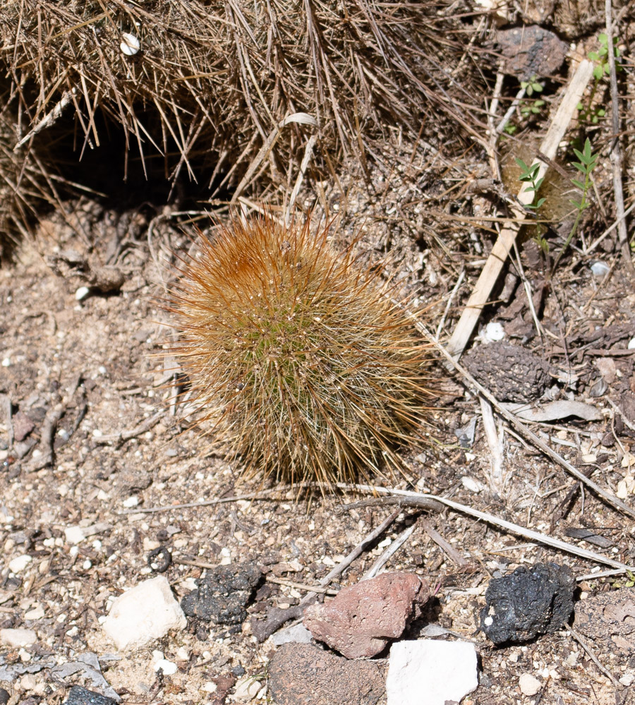 Изображение особи Cleistocactus baumannii.