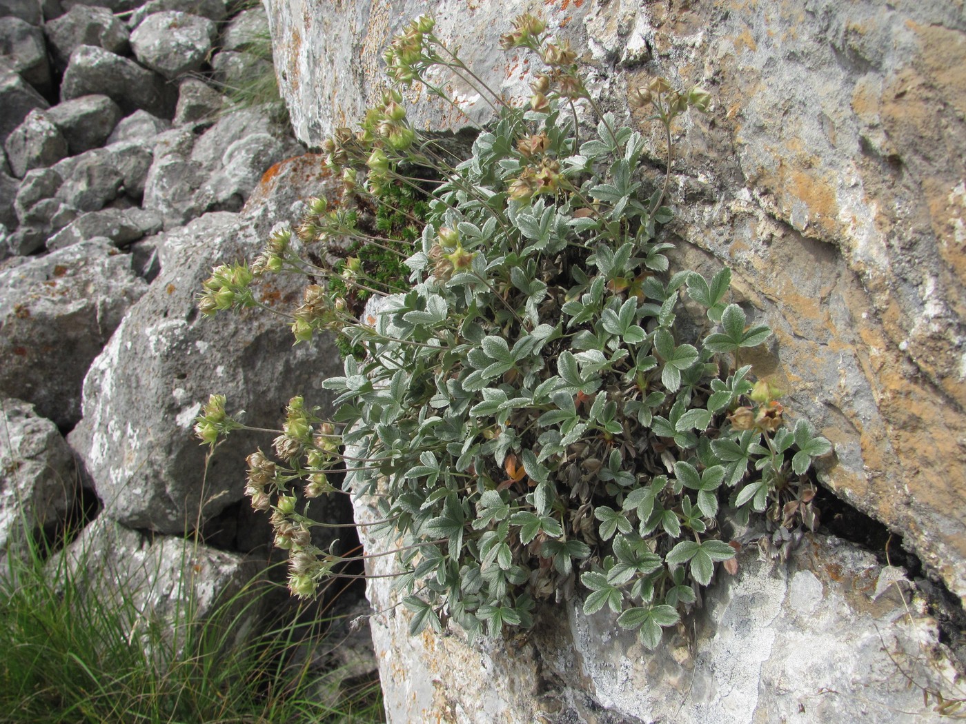 Изображение особи Potentilla oweriniana.