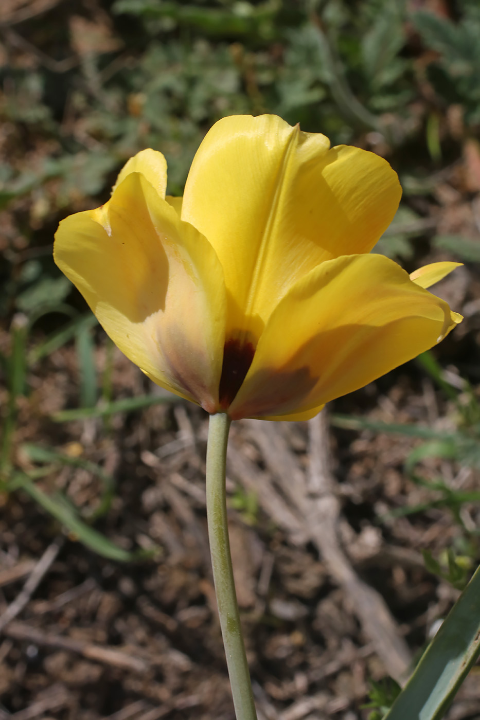 Изображение особи Tulipa borszczowii.